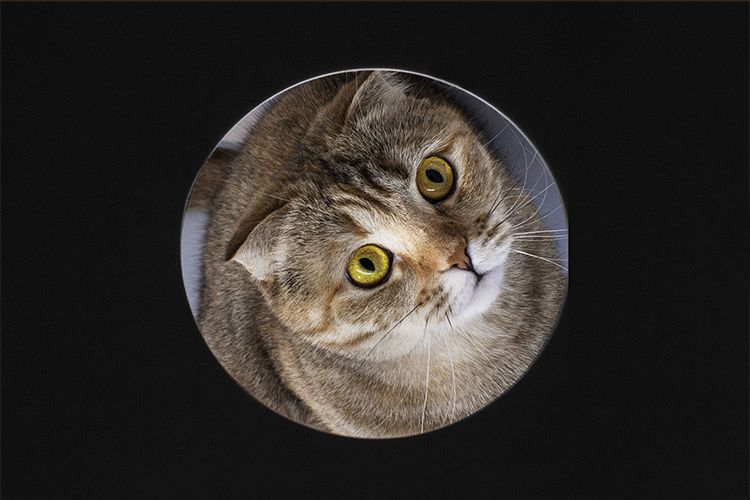 Cat in a circle example image 1
