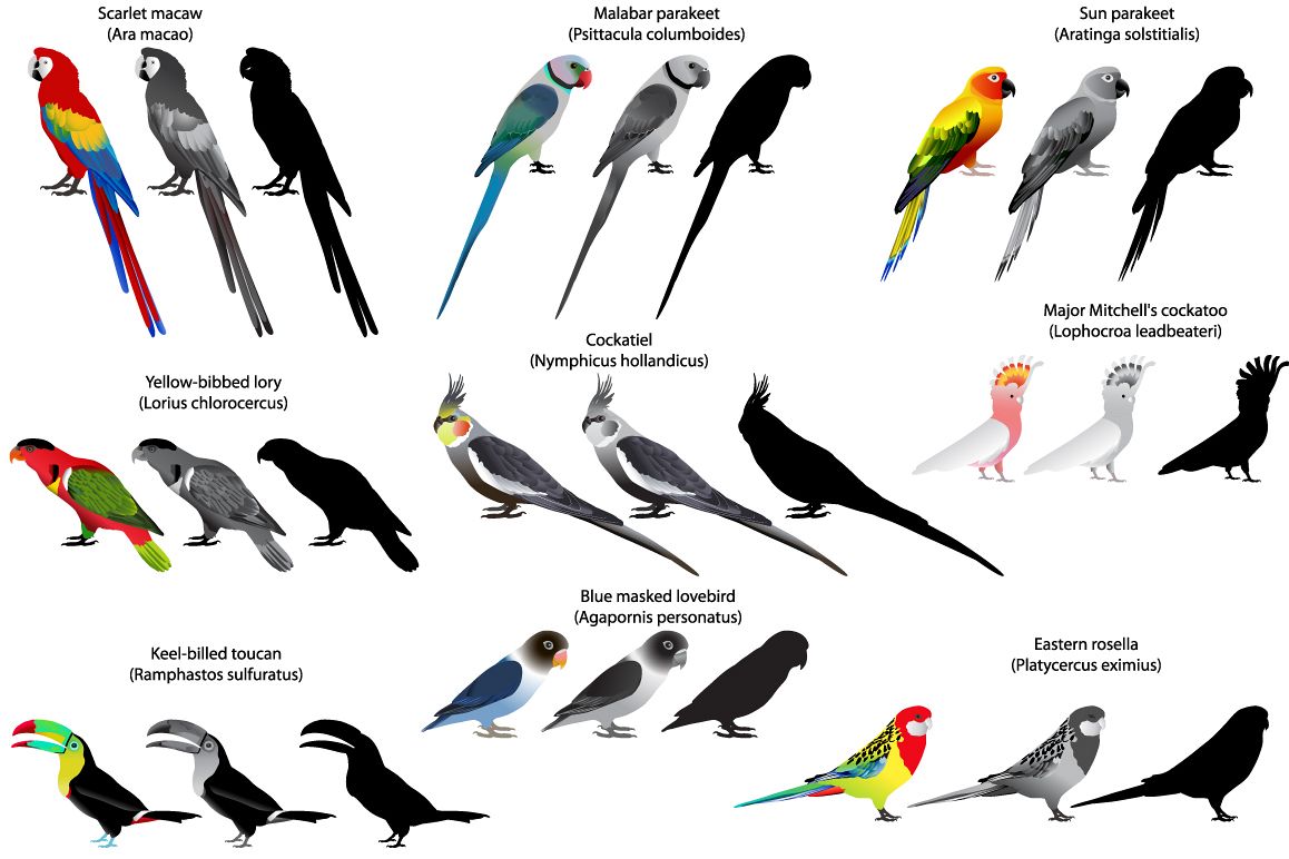 Parrots example image 1
