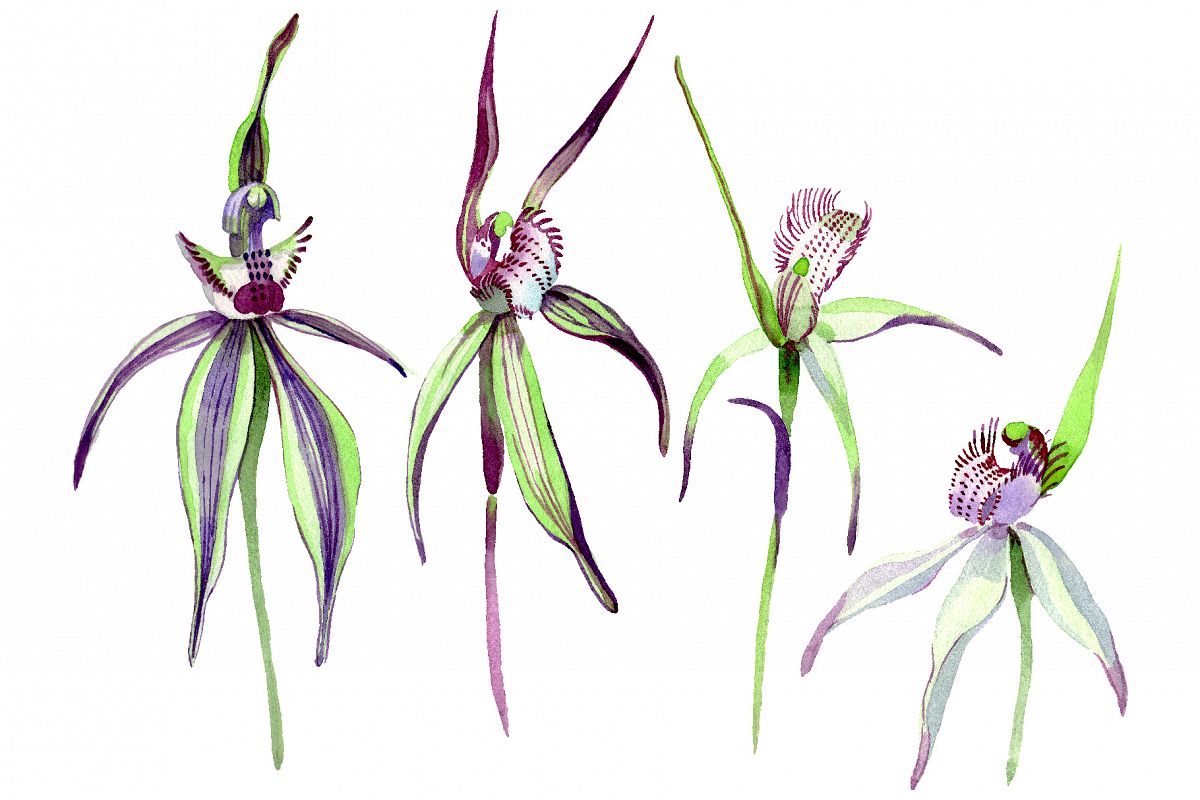 Wild orchid Watercolor png example image 1