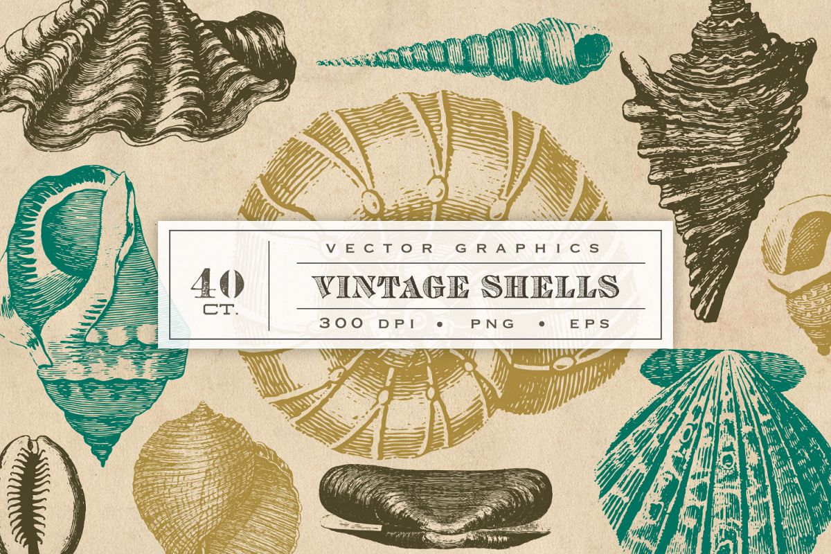 Vintage Shell Vector Graphics example image 1