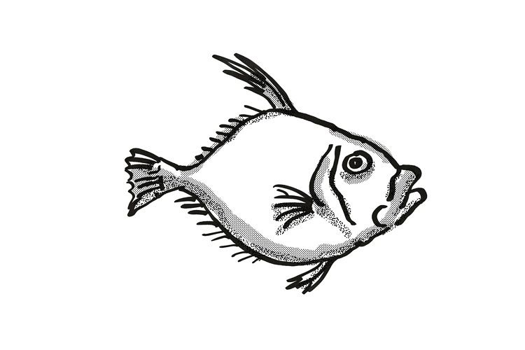 Silver Dory New Zealand Fish Cartoon Retro Drawing example image 1