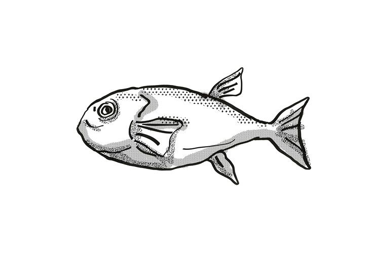 Brownback Toadfish Australian Fish Cartoon Retro Drawing example image 1