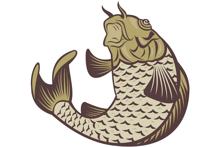 Koi carp jumping up example image 1