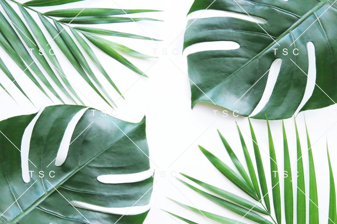 Tropical Leaves Stock Photo example image 1