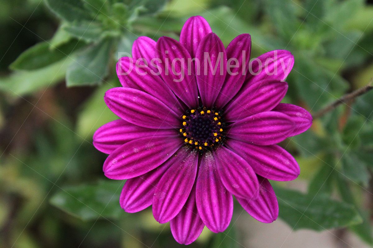 Vibrant Flowers example image 1