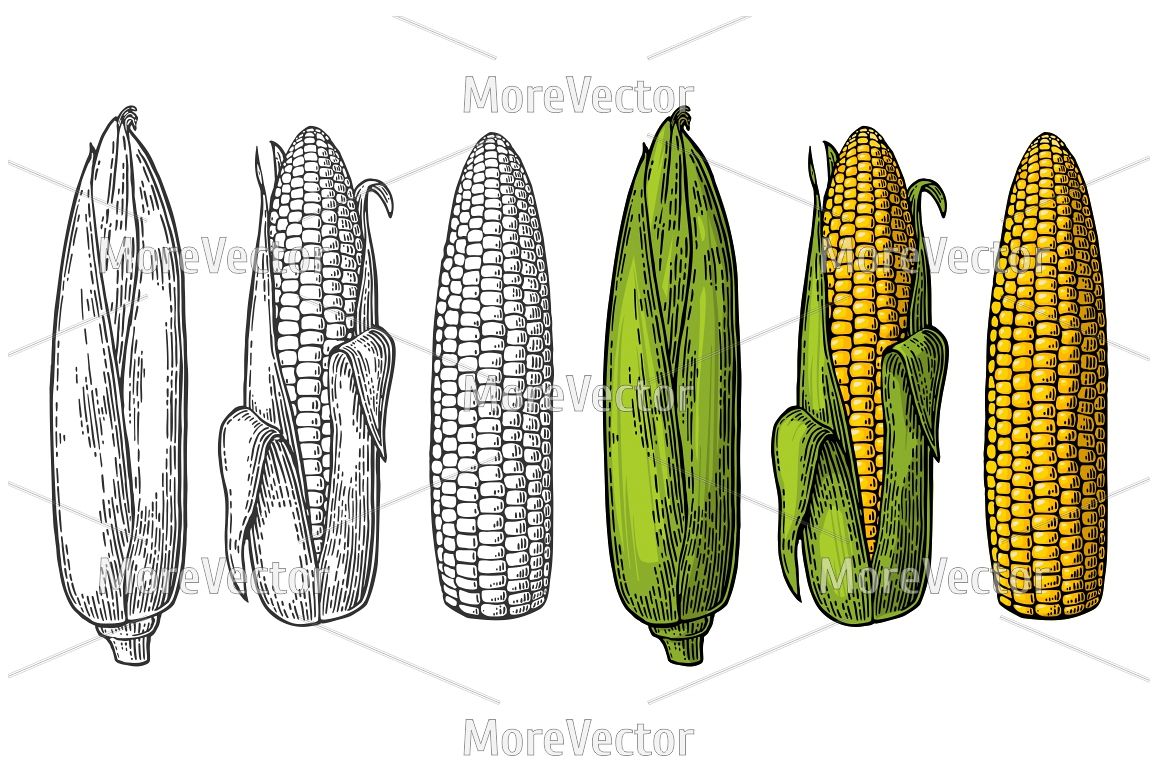 Set ripe cob of corn from the closed to the cleaned example image 1