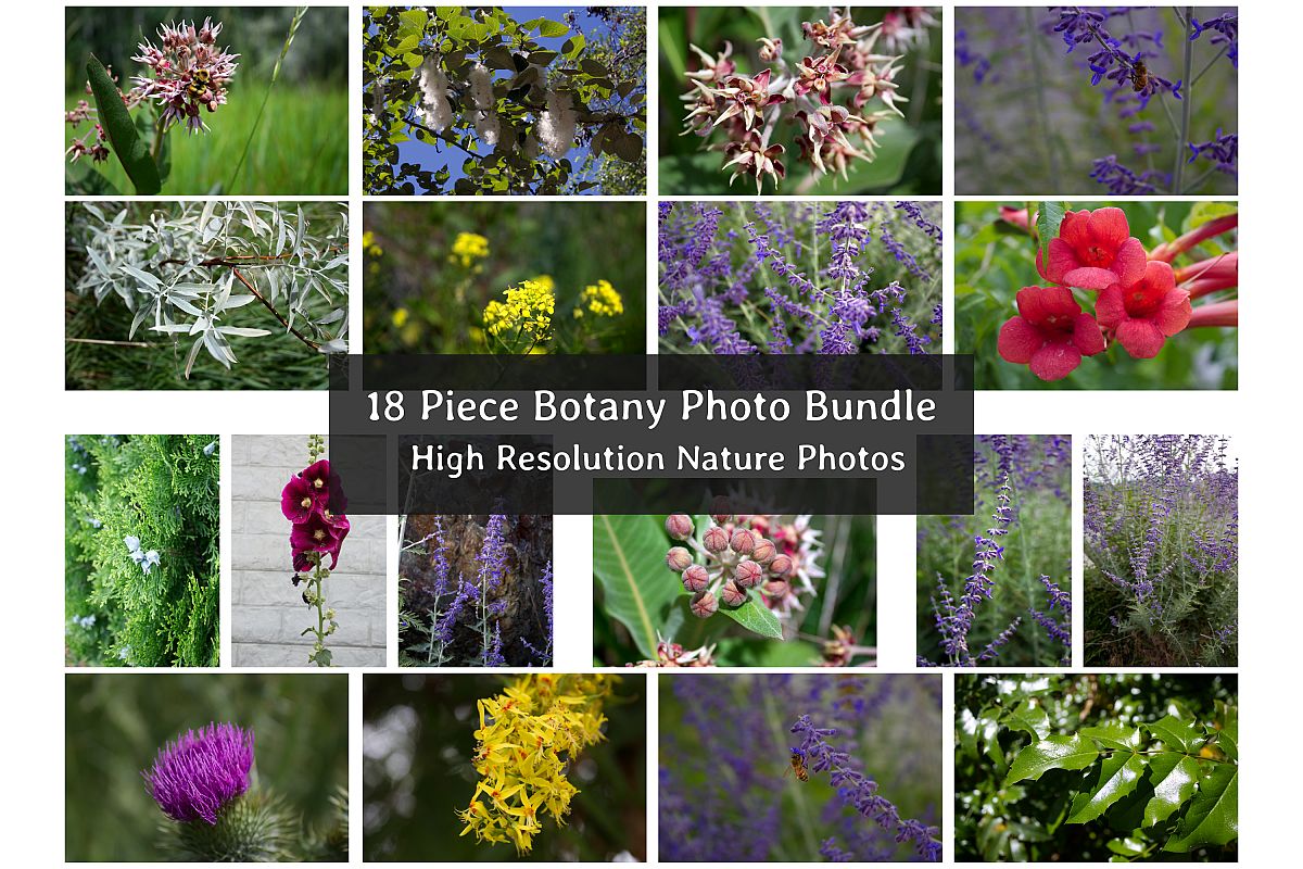 Botanical Photo Bundle, Large Nature Photos example image 1