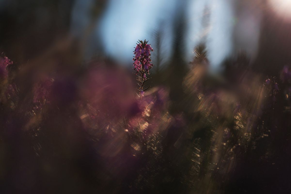 Erica flowers example image 1