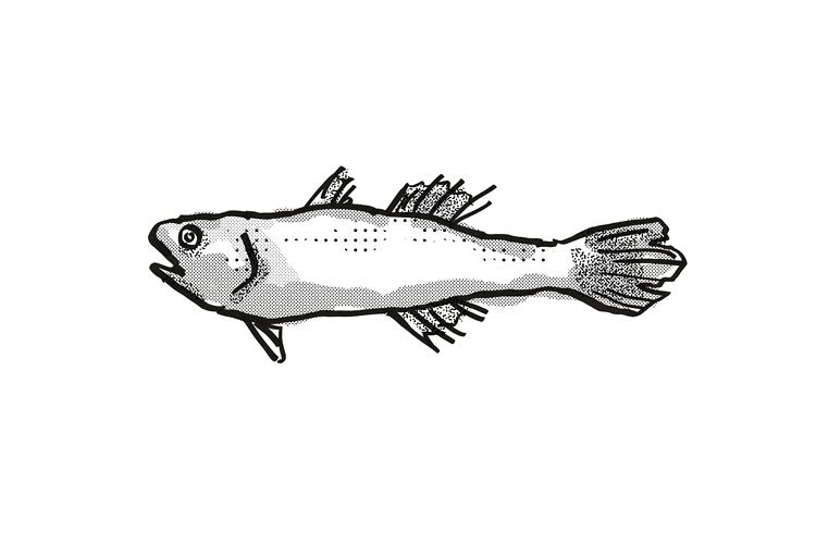 Estuary Cardinalfish Australian Fish Cartoon Retro Drawing example image 1