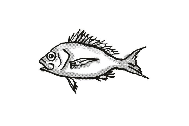 Western Orange Perch Australian Fish Cartoon Retro Drawing example image 1