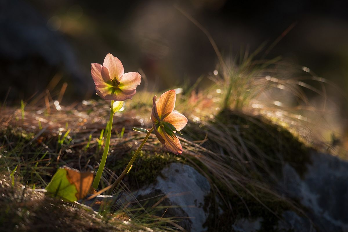 Forest Spring flowers example image 1