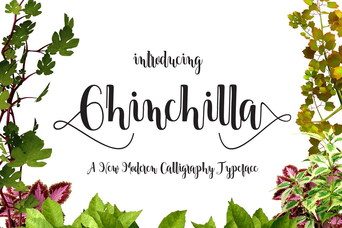 Chinchilla example image 1