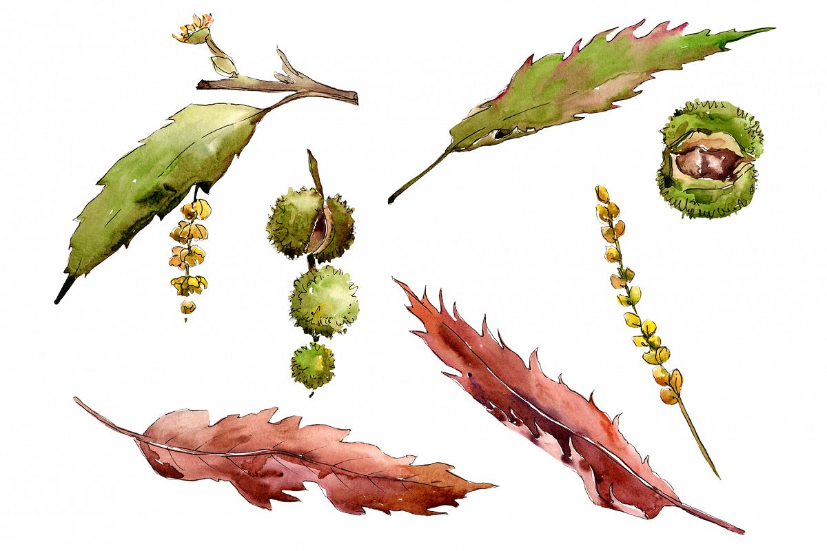 Autumn chestnut PNG watercolor plant set example image 1