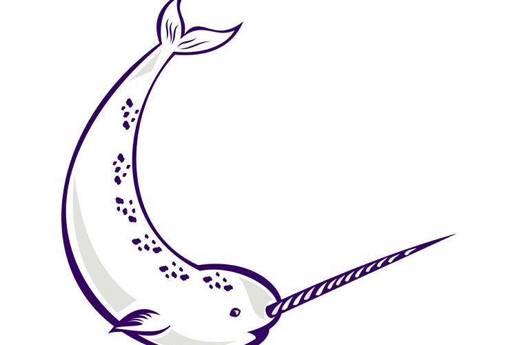 Narwhal Monodon monoceros unicorn whale example image 1
