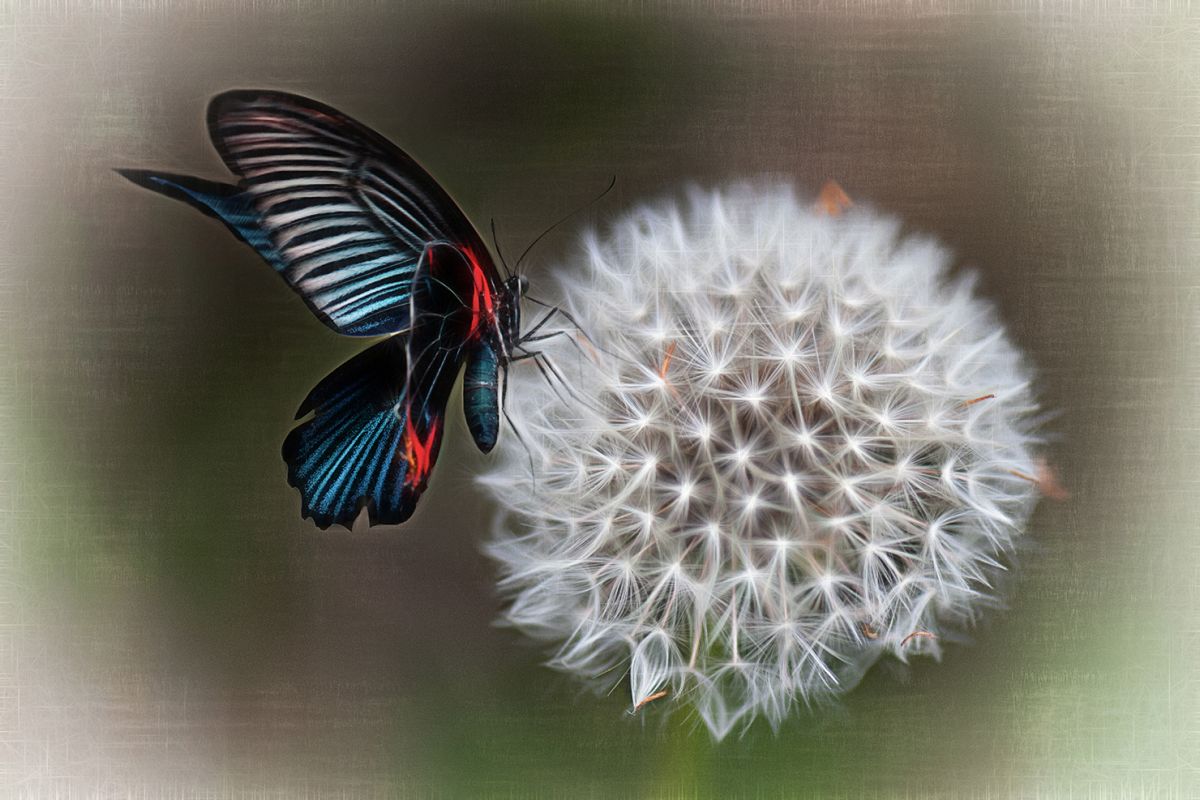Butterfly and dandelion example image 1