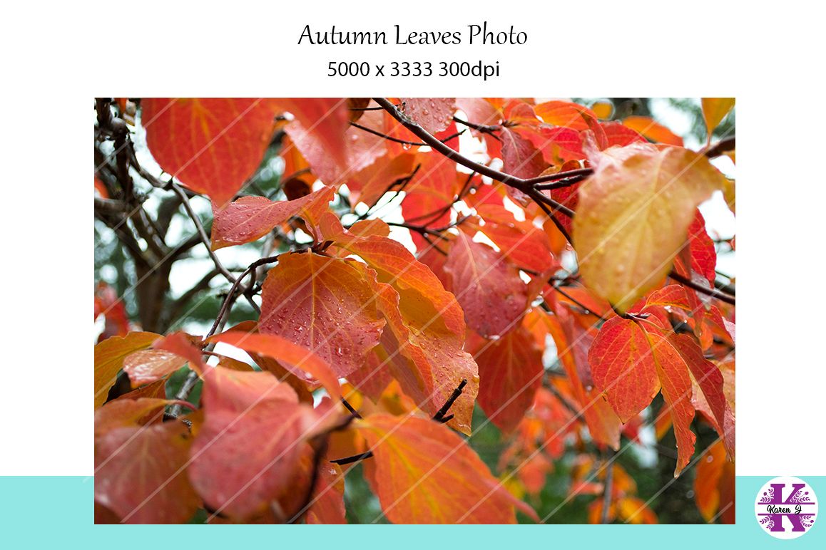 Autumn Leaves Photo example image 1