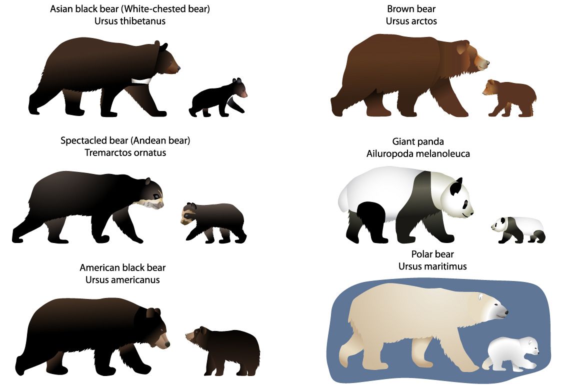Bears and bear-cubs example image 1