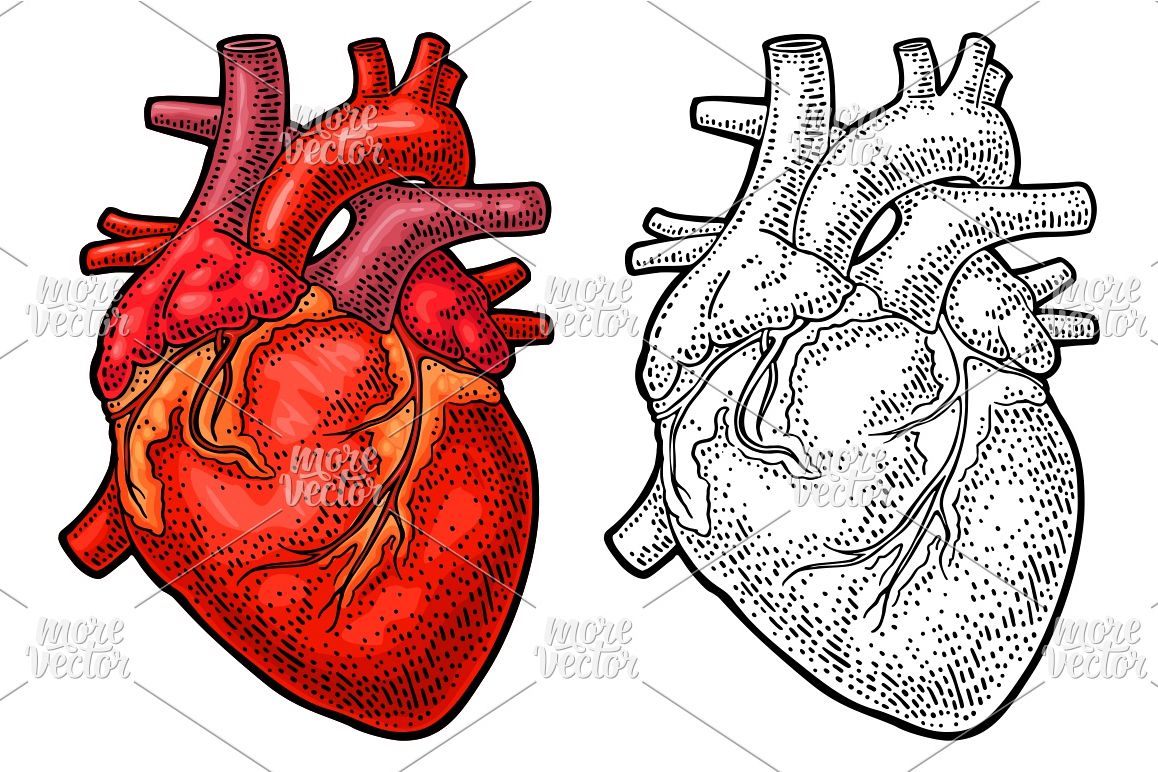 Download Human anatomy heart. Vector black color vintage engraving ...