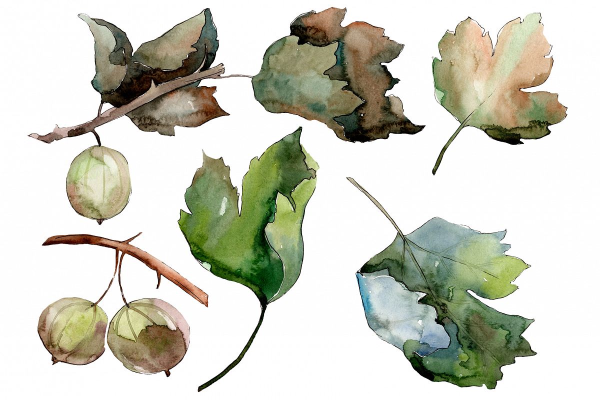 Gooseberry PNG watercolor plant set example image 1