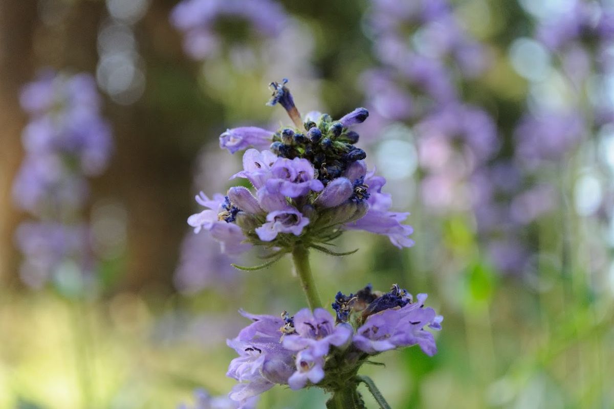 DIGITAL PHOTOGRAPHY example image 1