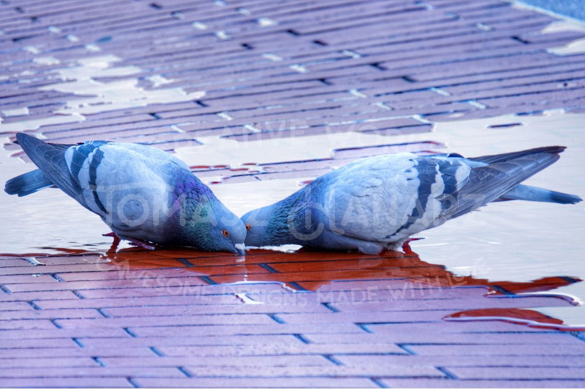 Doves Drinking Water example image 1