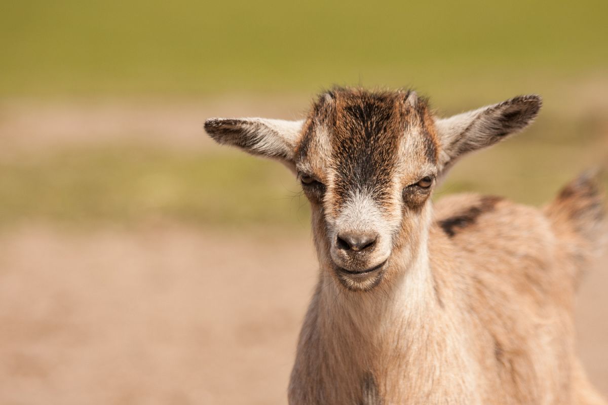 Download Goat Photo 2