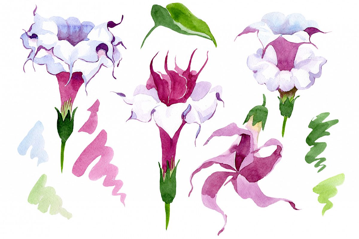Wildflower burgundy Brugmansia PNG watercolor set example image 1