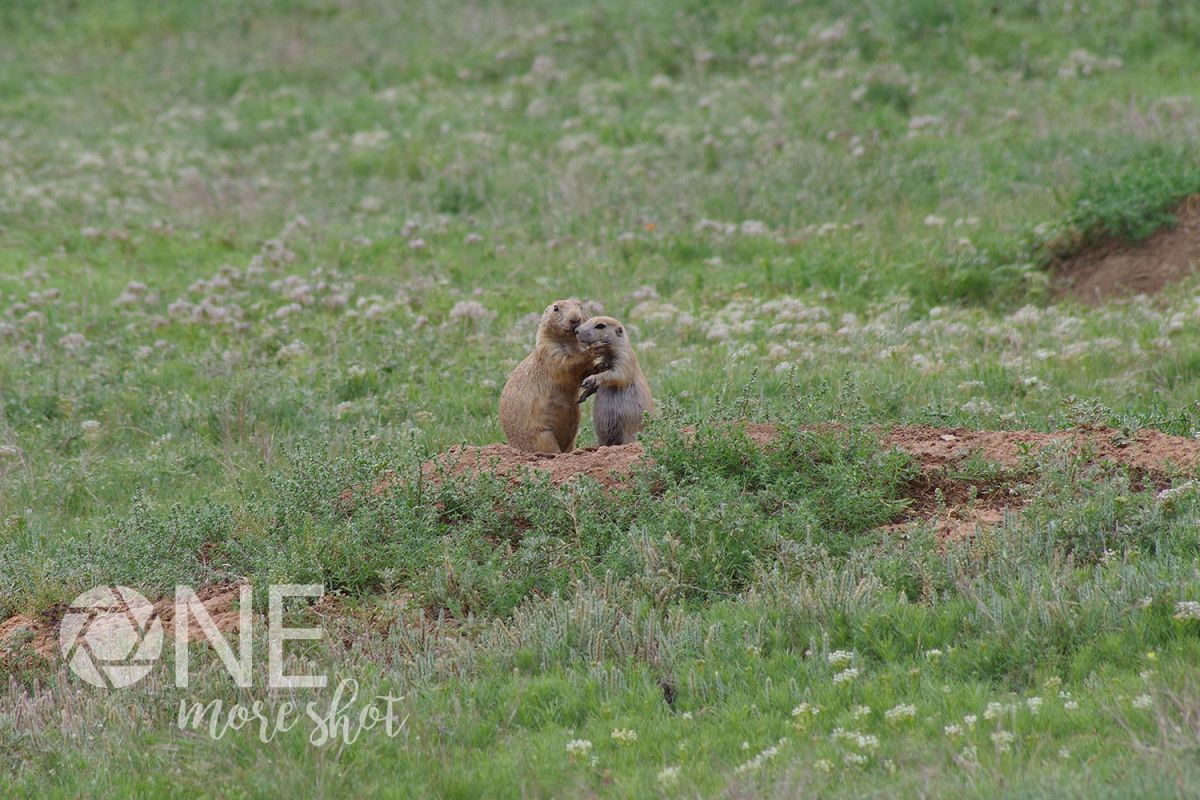 Prairie Dogs Devils Tower South Dakota Stock Photo example image 1