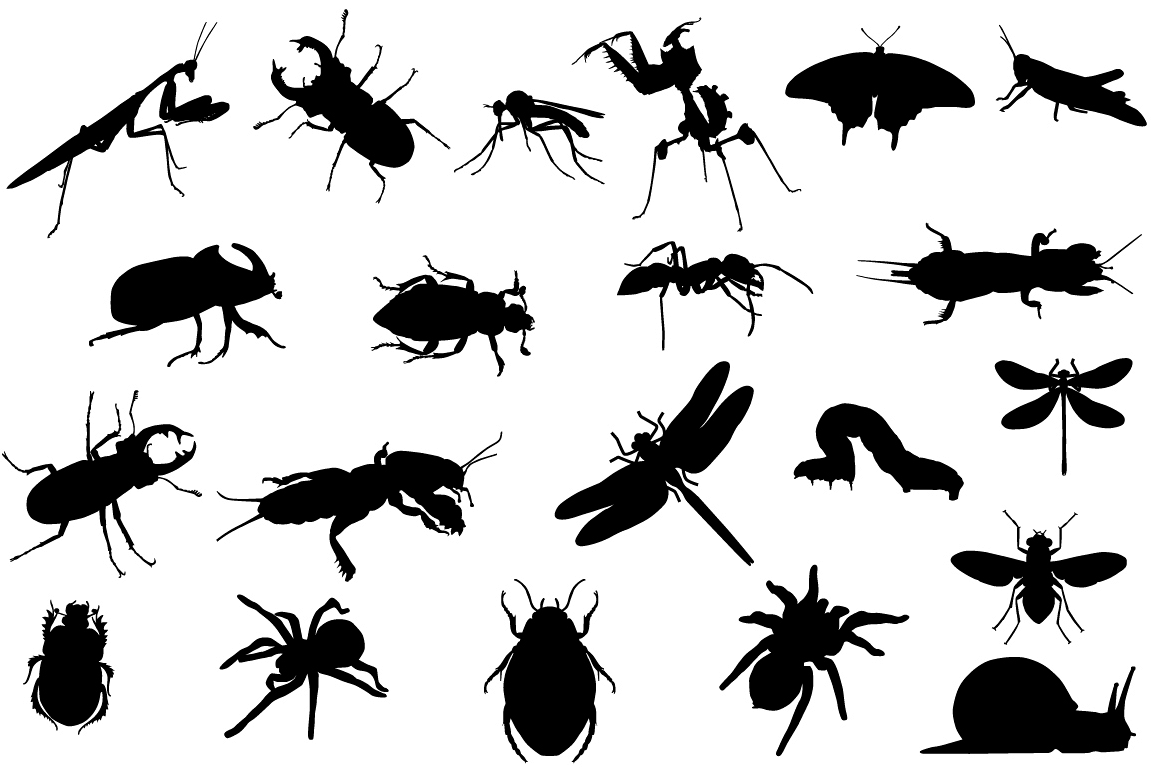 Insects example image 1