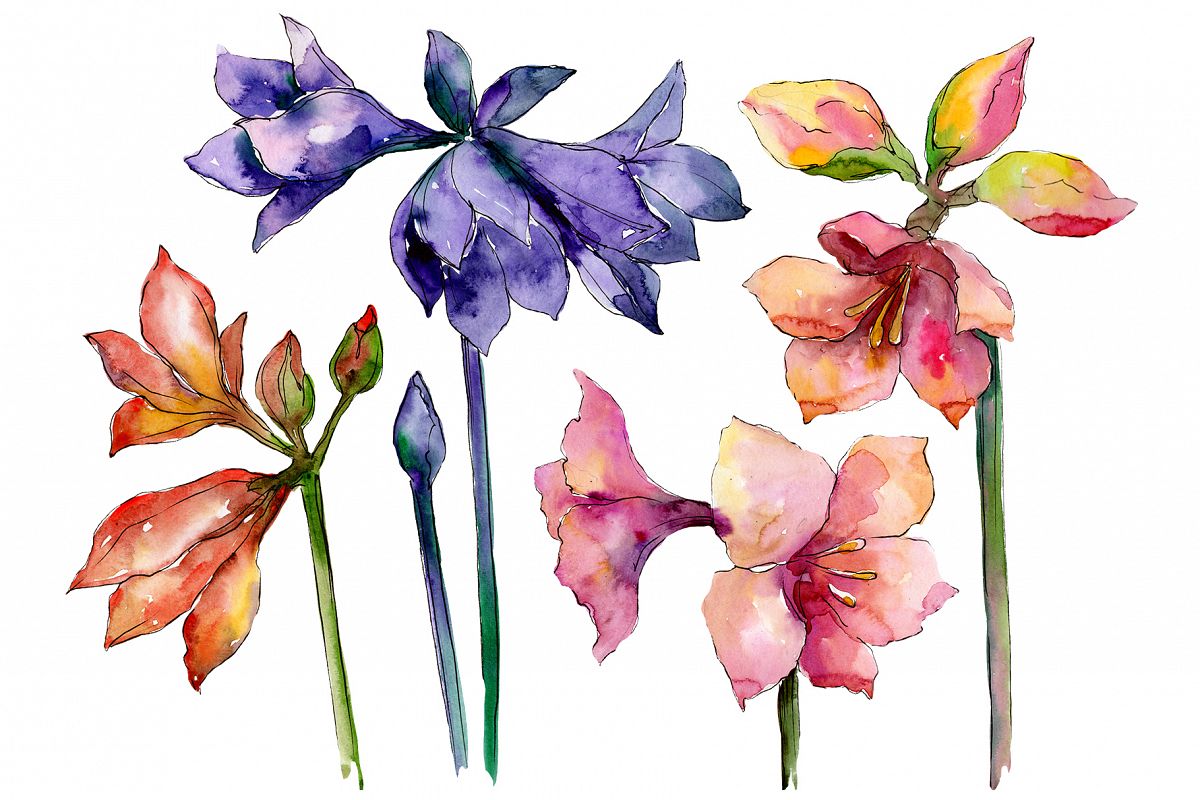 Beautiful watercolor amaryllis PNG set example image 1
