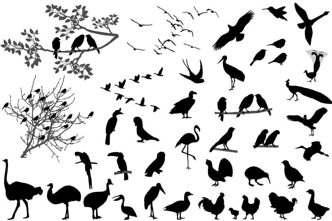 Birds example image 1