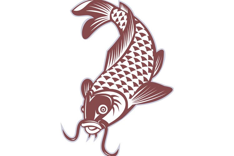 Koi carp swimming down example image 1