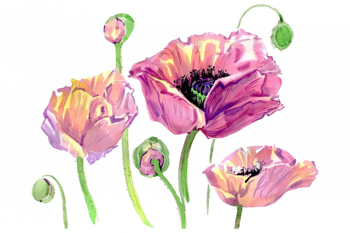 Original poppy Watercolor png example image 1