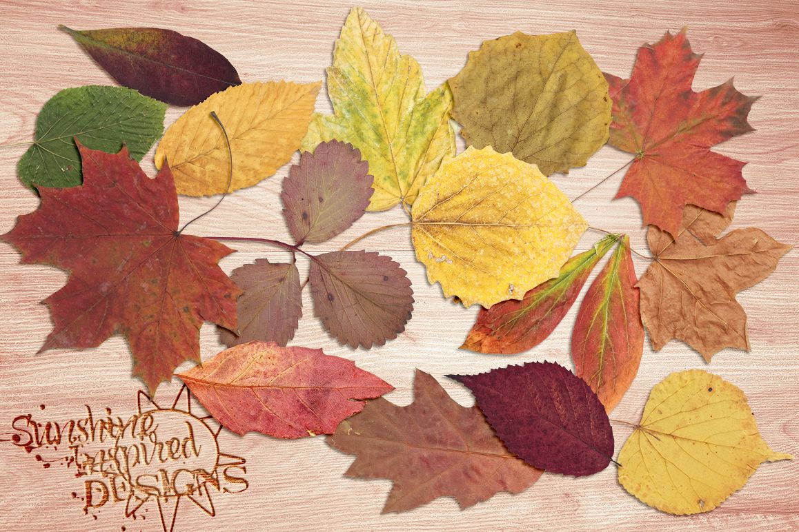 Leaves No.2 example image 1