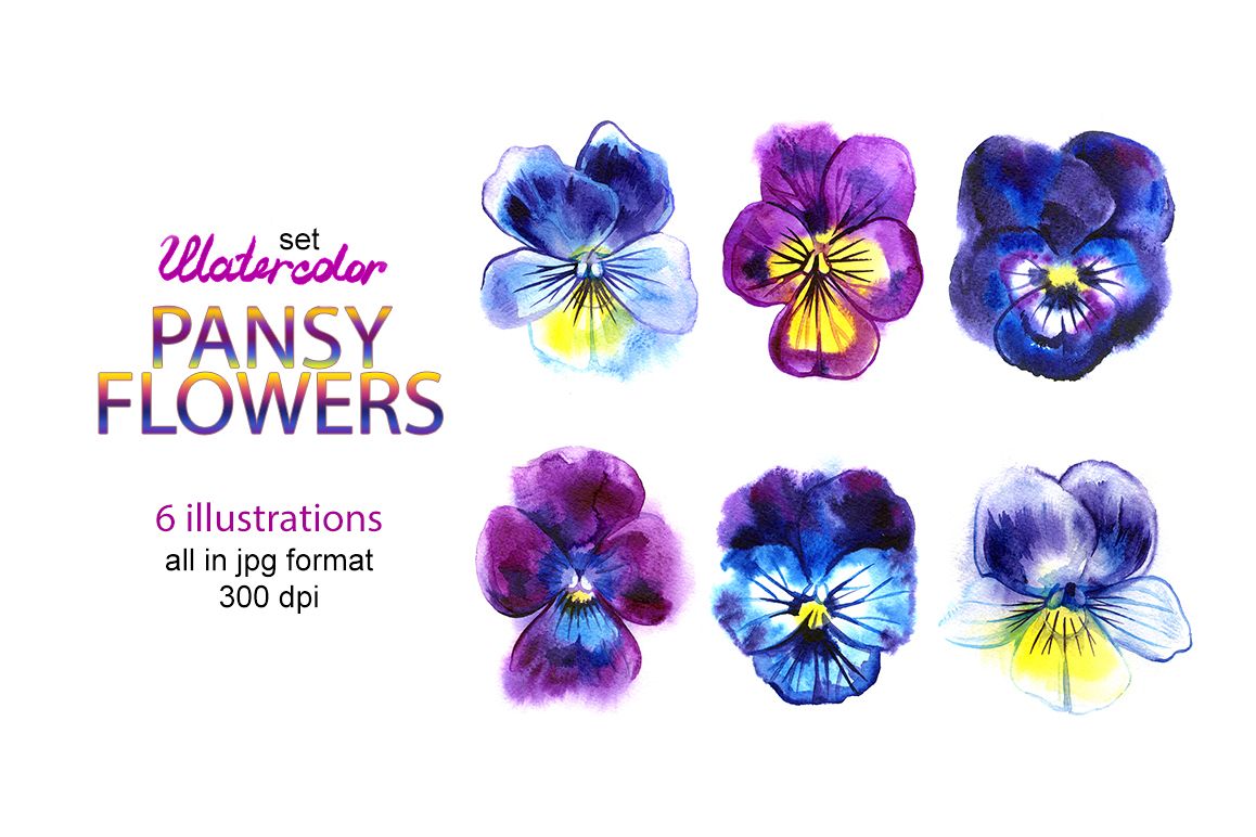 Watercolor pansy illustrations example image 1