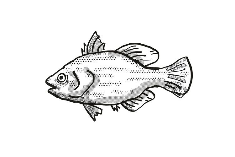 Spikey Bass Australian Fish Cartoon Retro Drawing example image 1