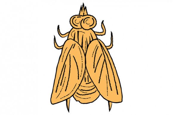 Fly Top View Drawing example image 1
