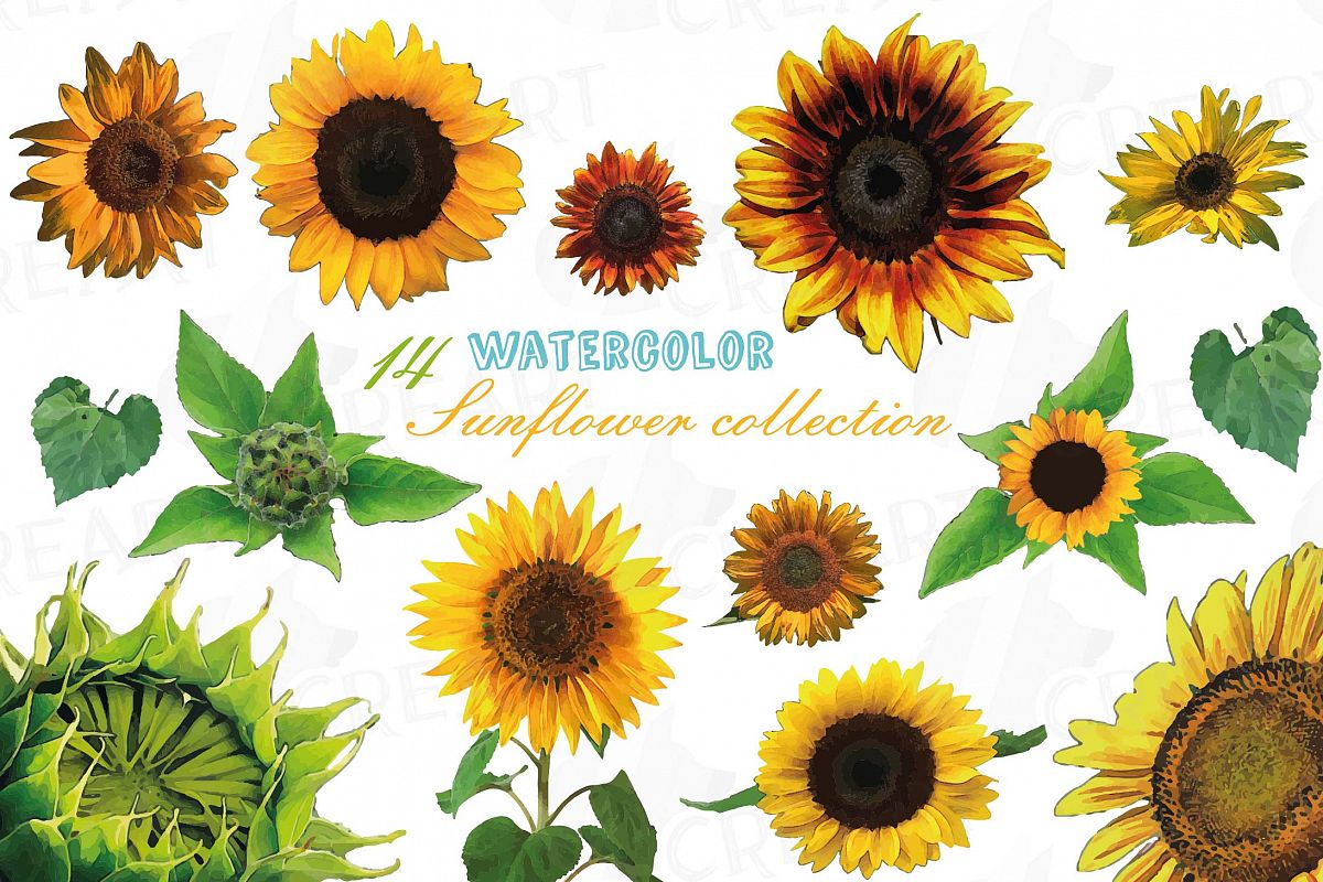 Sunflower watercolor clip art pack, watercolor sunflower ...