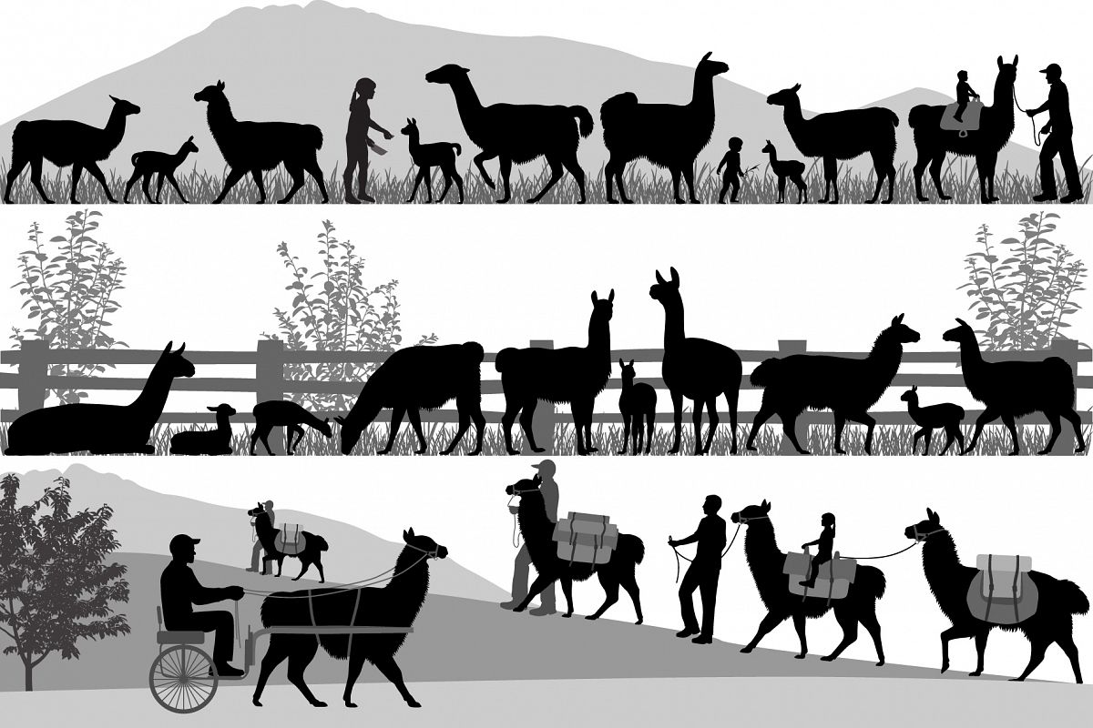 Herd of llama example image 1