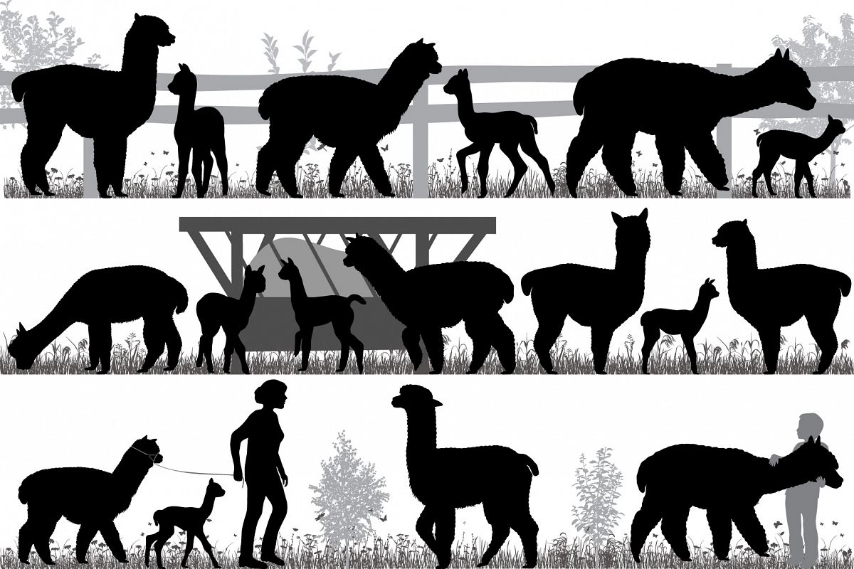 Herd of alpacas example image 1