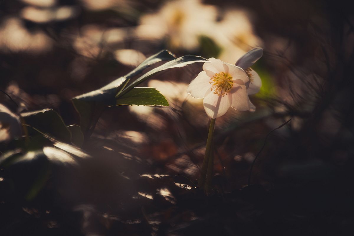 Spring flower in the forest example image 1