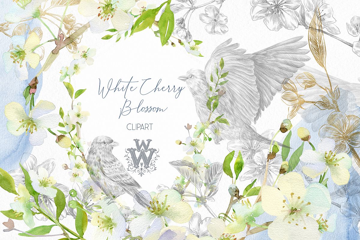 Watercolor white cherry blossom spring clipart example image 1