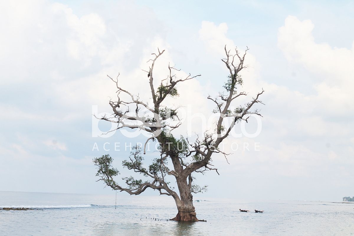 my tree example image 1