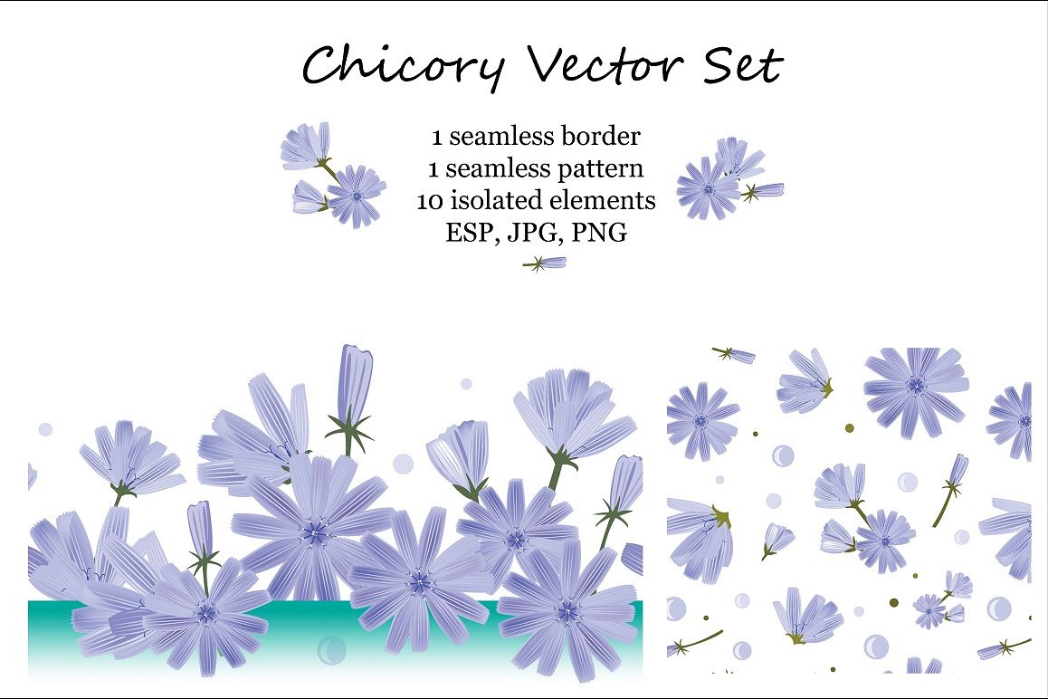 Chicory Vector Set example image 1