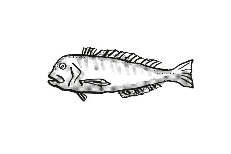 Australian Barred Tilefish Fish Cartoon Retro Drawing example image 1