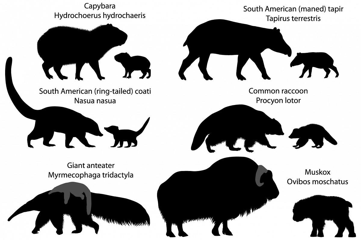 Silhouettes of animals of America with cubs example image 1