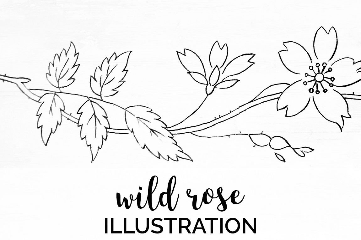 Rose Clipart Black And White Floral Illustration Wild Rose