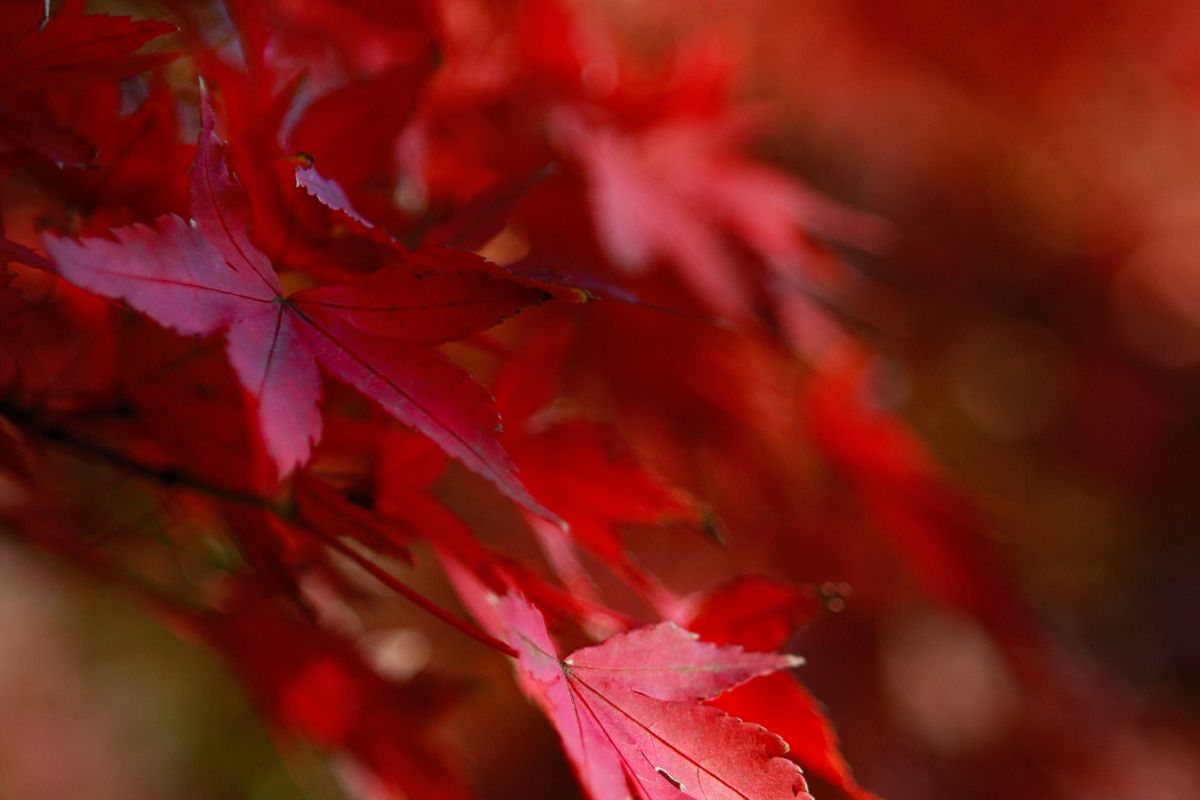 Autumn Leaves #4 example image 1
