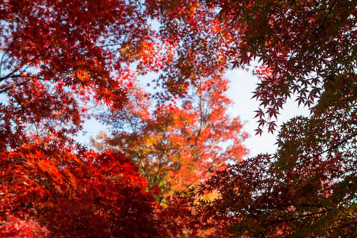 Autumn Leaves #9 example image 1