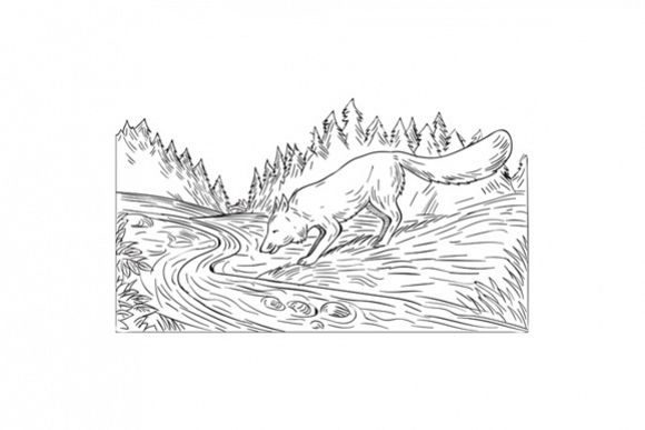 Fox Drinking River Woods Black and White Drawing example image 1